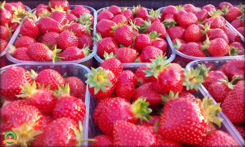 Fotografija: Željko Lukunić/PIXSELL opg gajski 1